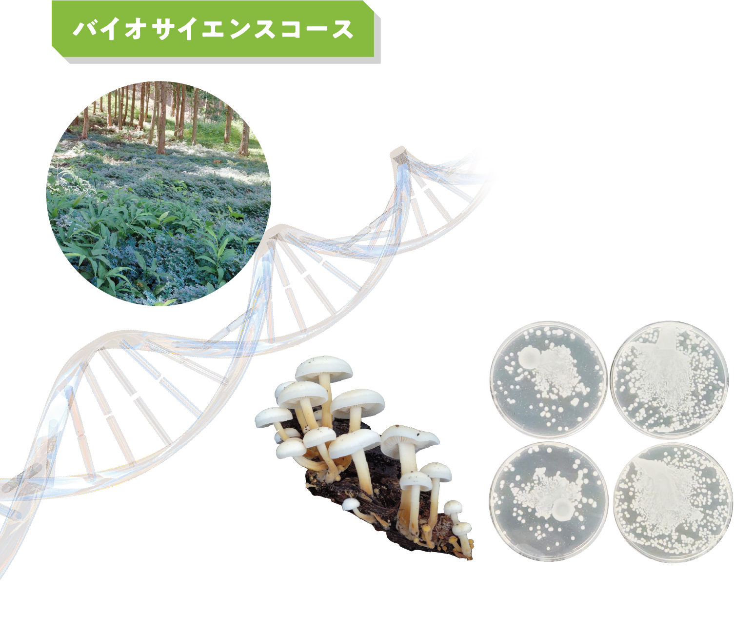 バイオサイエンスコース