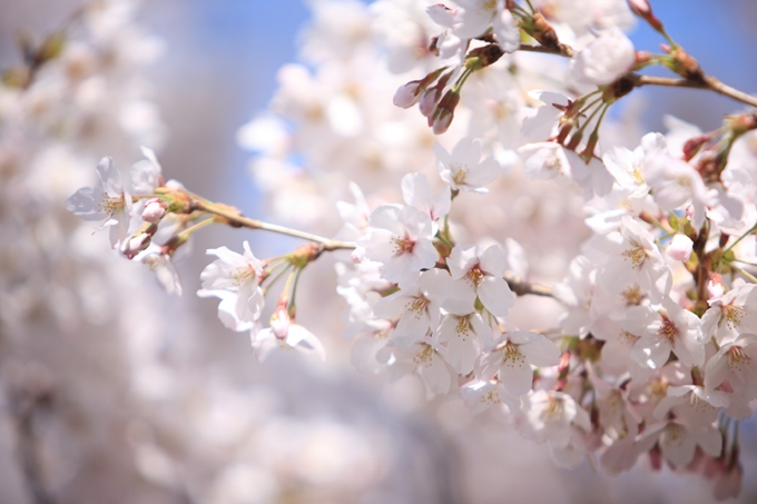 『桜』
