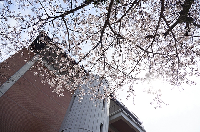 桜