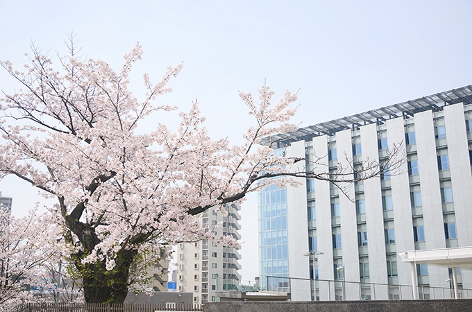 桜キャンパス