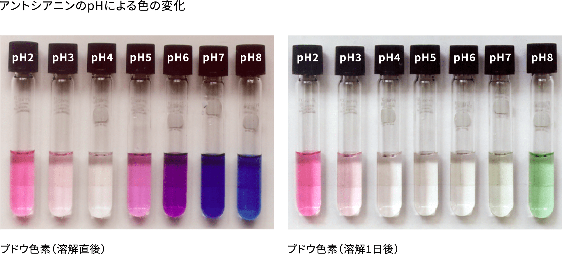 アントシアニンのpHによる色の変化
