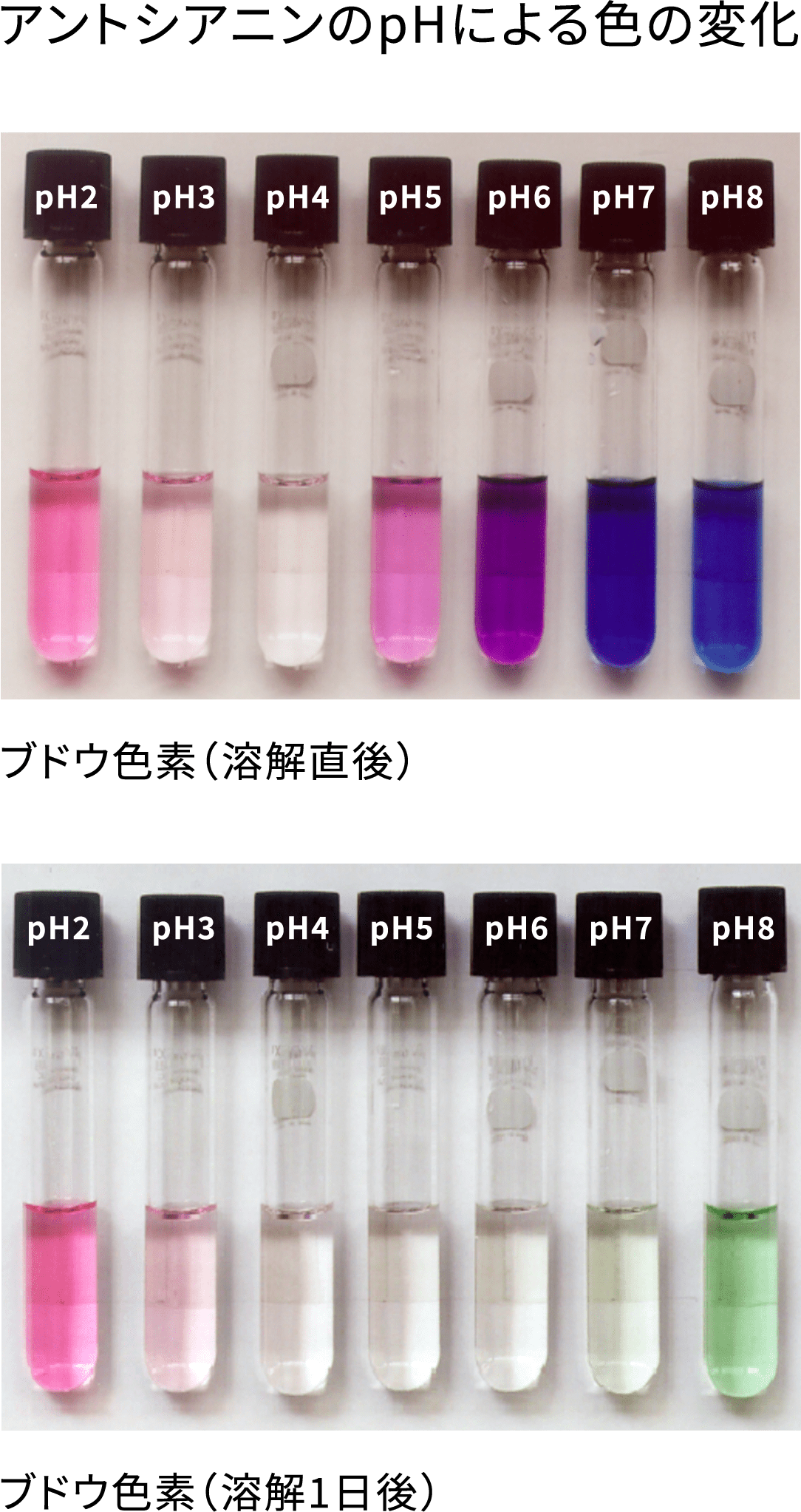 アントシアニンのpHによる色の変化