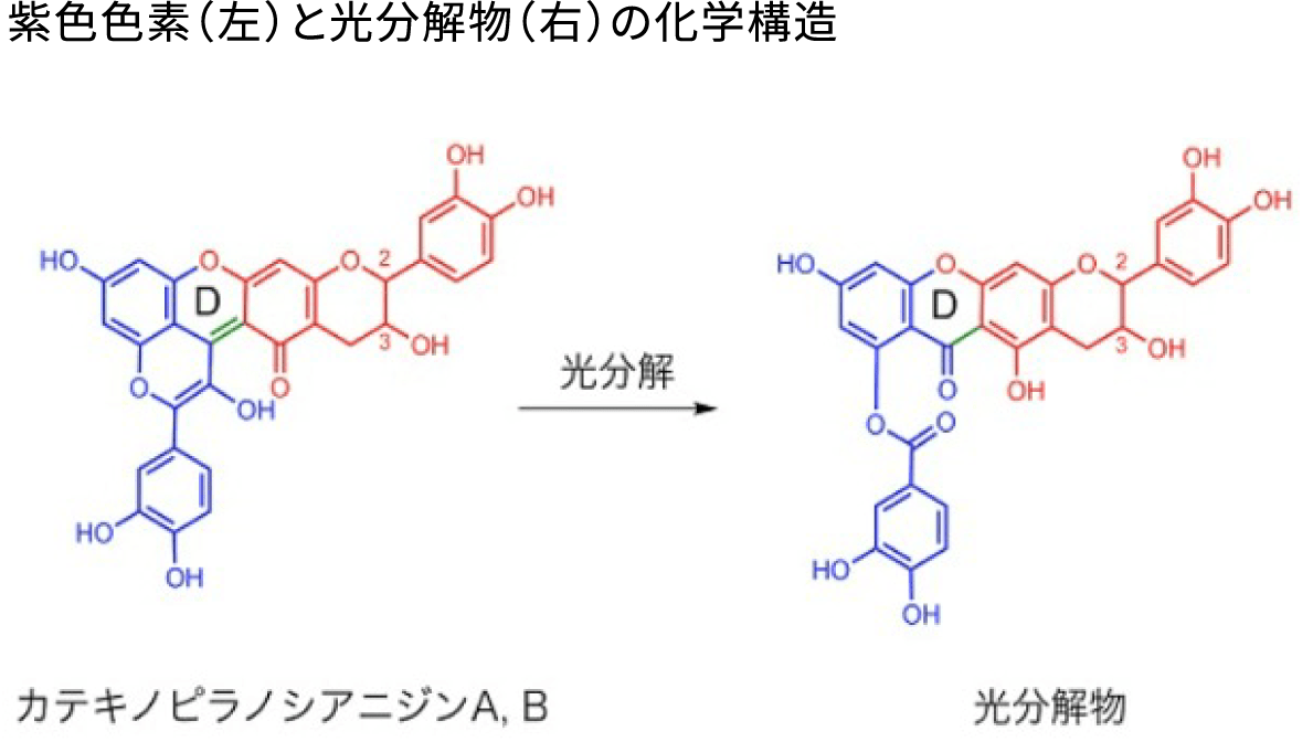 紫色色素（左）と光分解物（右）の化学構造