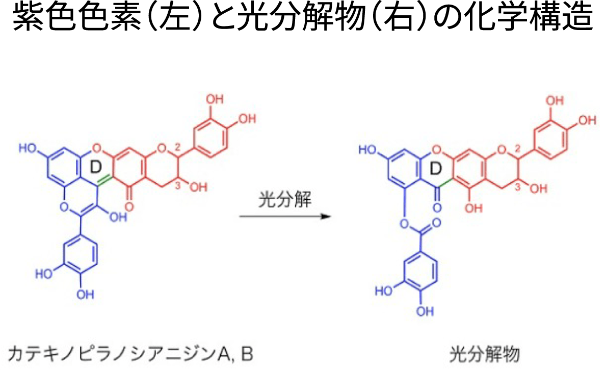 紫色色素（左）と光分解物（右）の化学構造